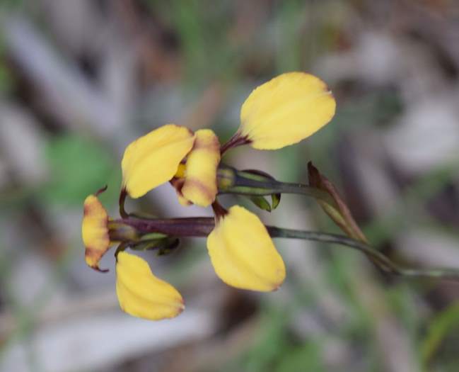 Diuris - Orchid-donkey-WFH-Sep-2018p0004.JPG